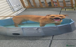 Staffordshire Bull Terrier dogs for sale: Staffordshire bull terrier pups - Image 12