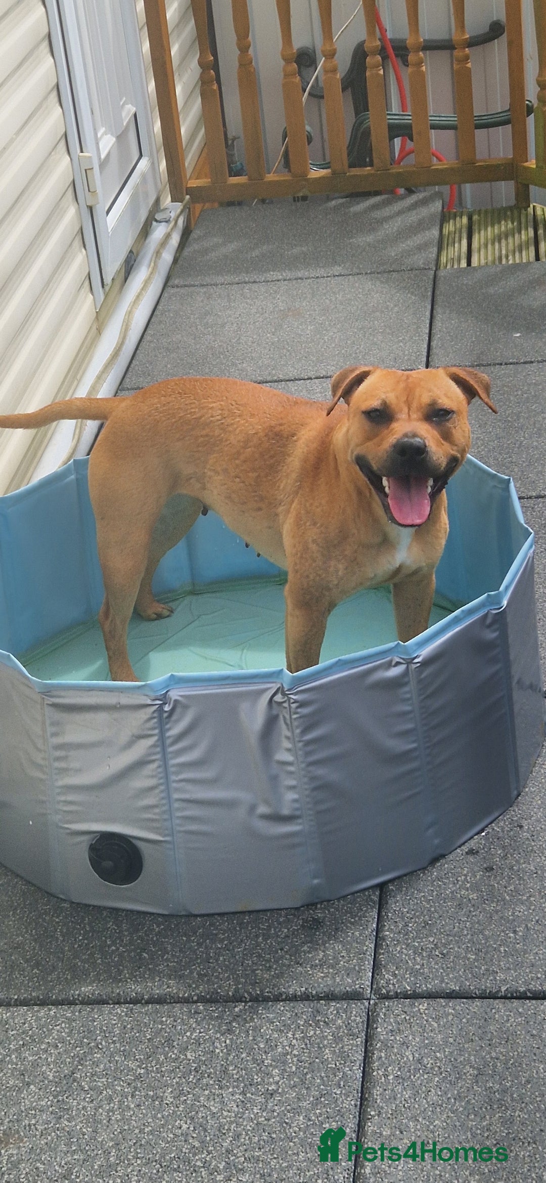 Staffordshire Bull Terrier dogs for sale: Staffordshire bull terrier pups - Image 12
