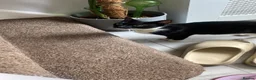 Domestic Shorthair cats for sale: Gentle and affectionate green-eyed female kitten  - Advert 3