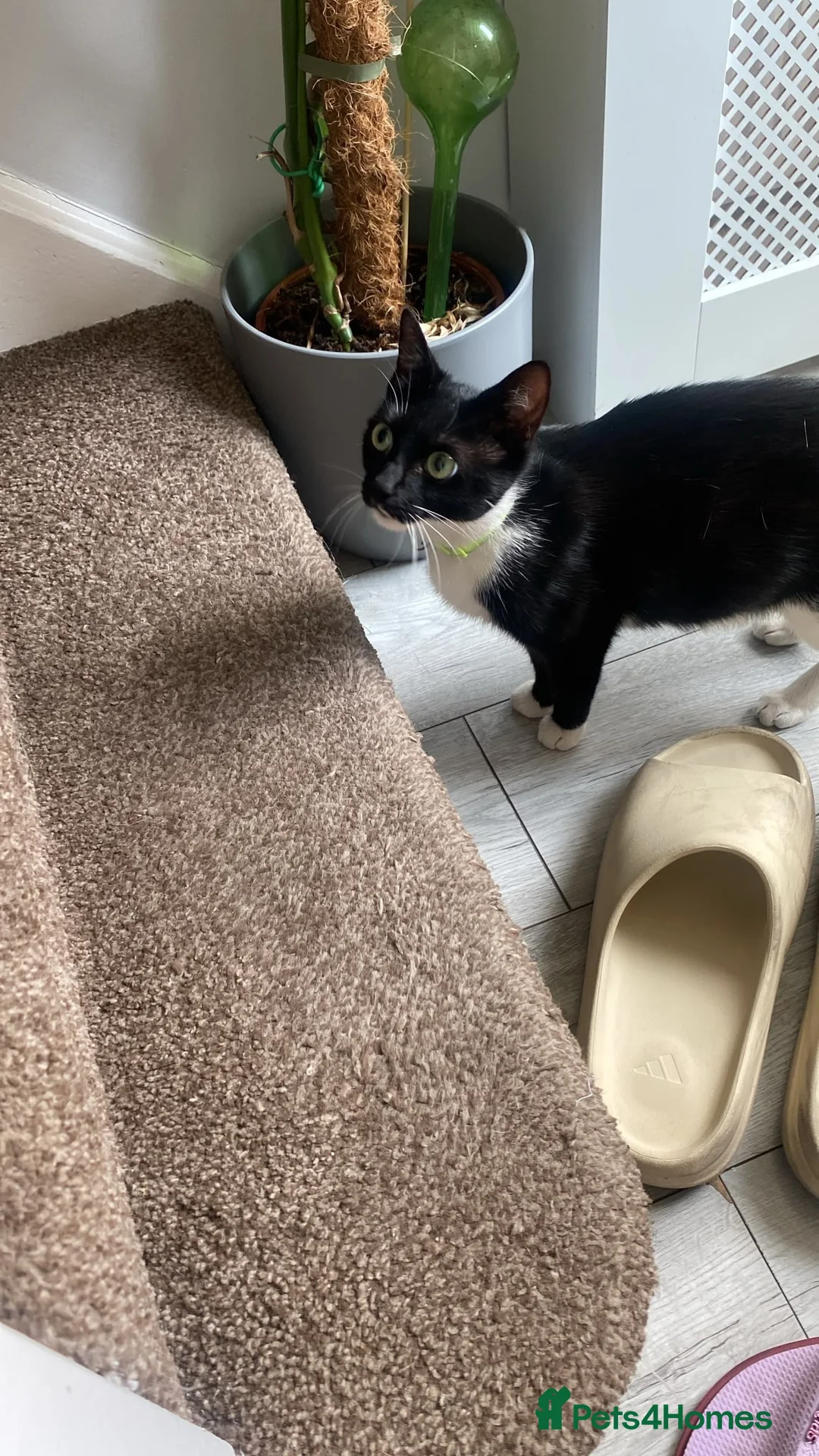 Domestic Shorthair cats for sale: Gentle and affectionate green-eyed female kitten  - Advert 3