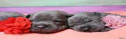 Staffordshire Bull Terrier dogs for sale: 💚💚💚BLUE STAFFIES 💚💚💚 - Advert 8