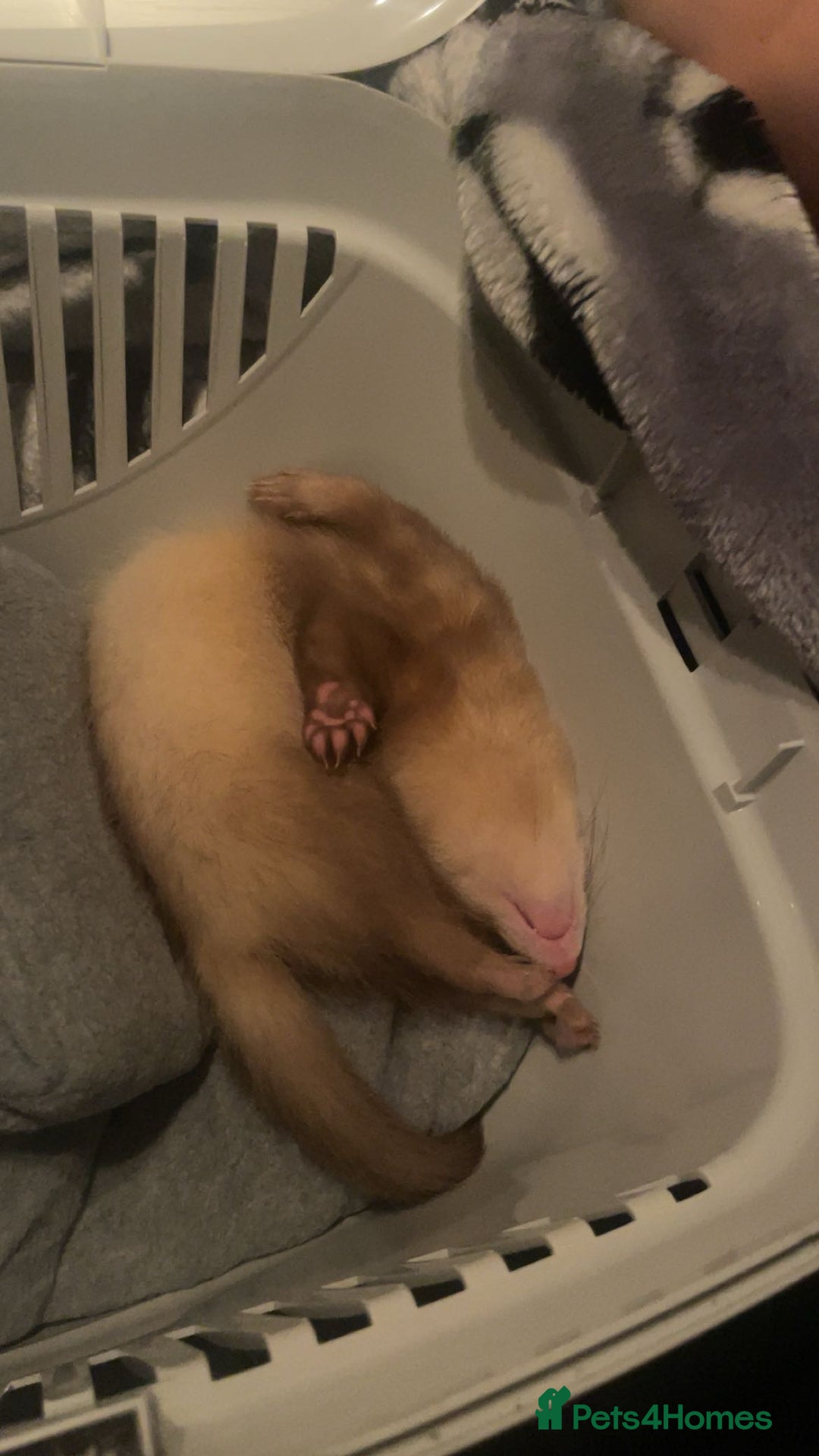 Ferret rodents for sale: 2 angora ferrets one male one female  - Advert 4