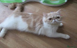 Exotic cats for sale: 2 Beautiful Male Exotics READY NOW - Image 7
