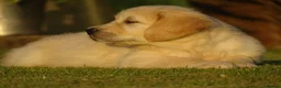 Golden Retriever dogs for sale: Golden Retriever Puppies in Armagh - Advert 17
