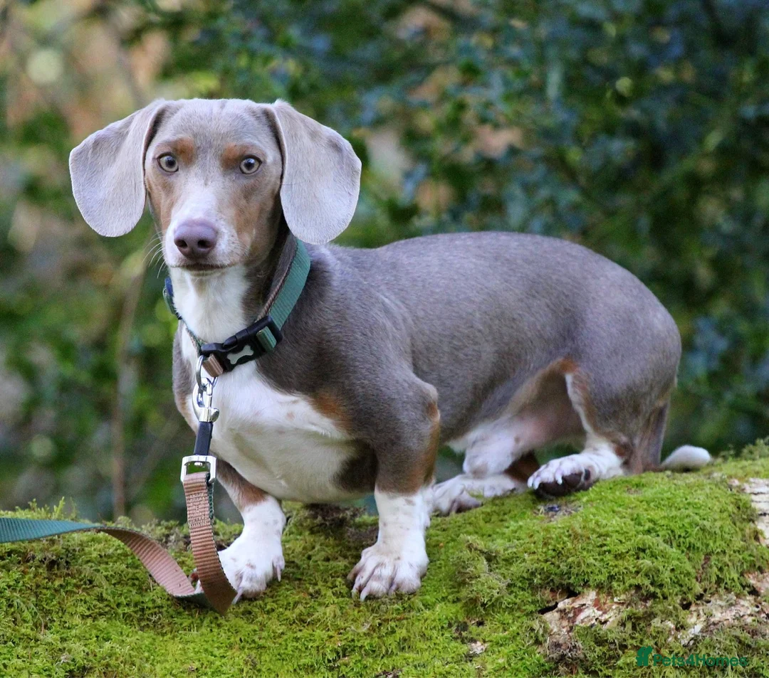 Dachshund dogs for stud: “LOS ANGELES” QUALITY MINIATURE DACHSHUND STUD in Pontyclun - Advert 10