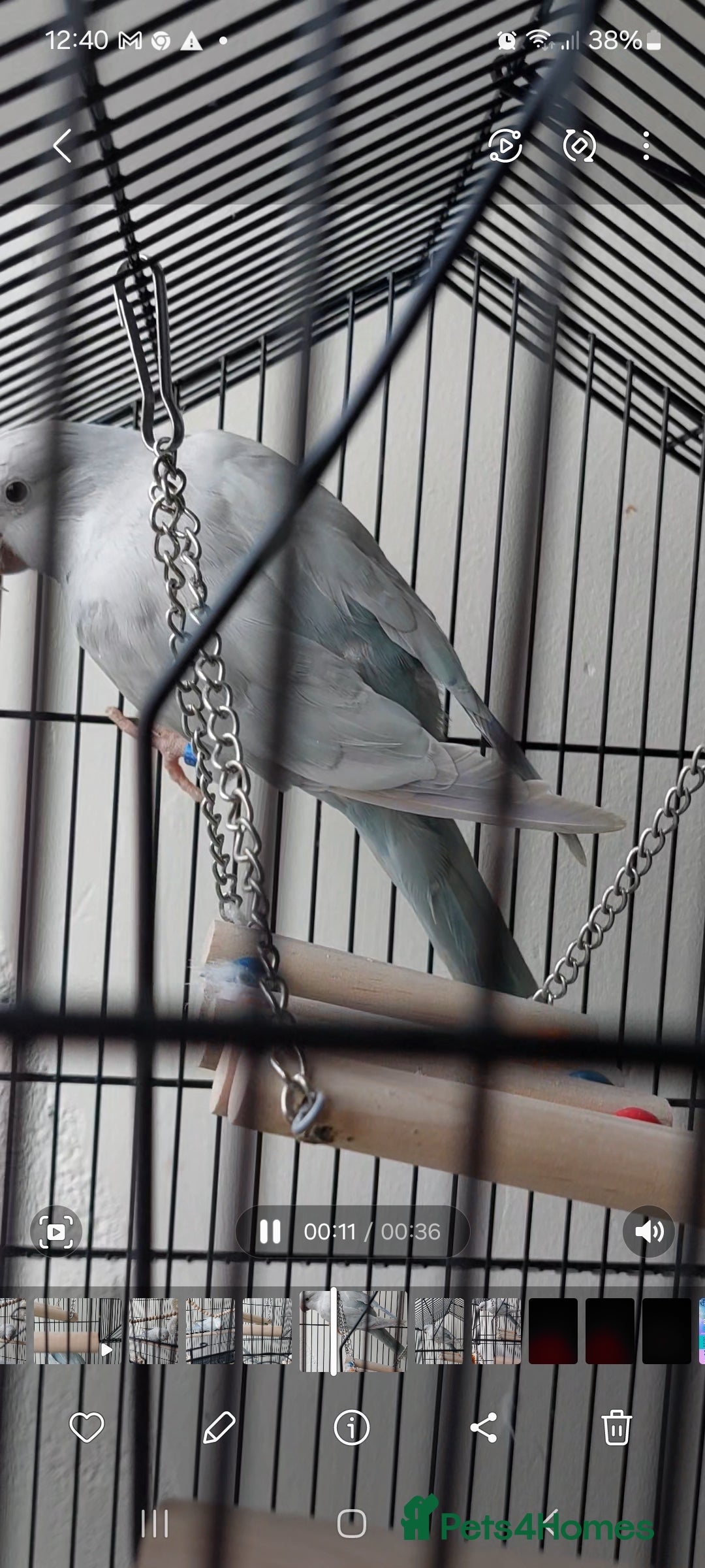 Parrots birds for sale: RARE  Quaker Parrot White with light blue tail - Image 3
