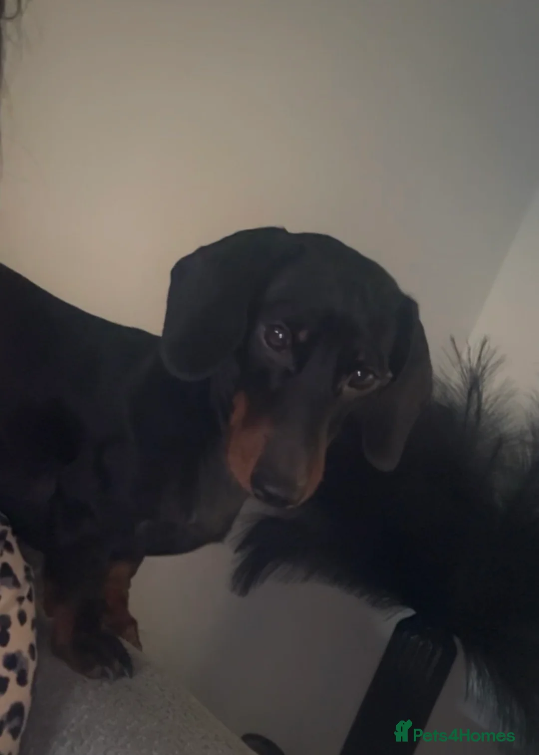 Miniature Dachshund dogs for stud: Bleu  - Advert 3
