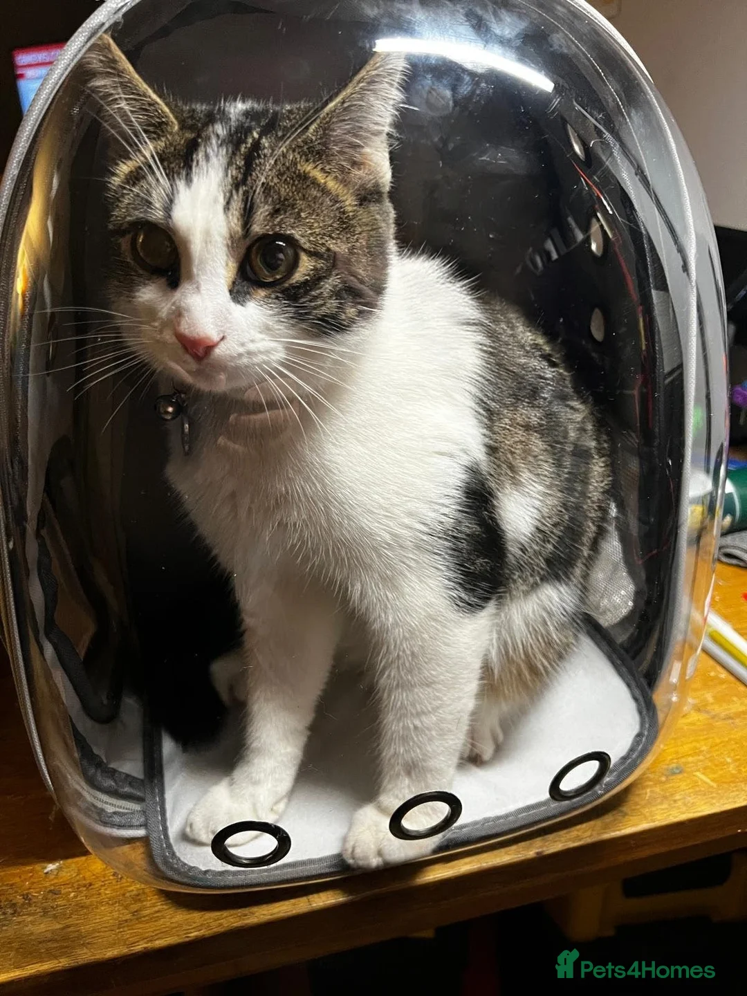 Domestic Shorthair cats for sale: 8 Month Old fun loving shorthair plus extras - Advert 1