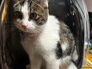 Domestic Shorthair cats 8 Month Old fun loving shorthair - Advert 12