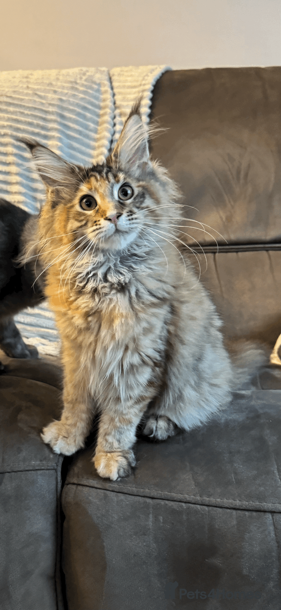 Maine Coon cats TICA active registered Mainecoon girl - Advert 2