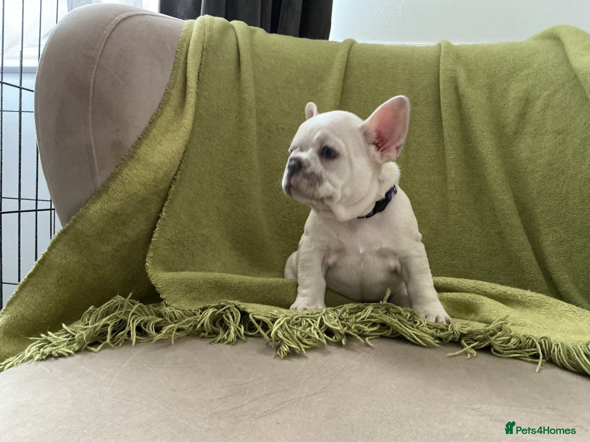 French Bulldog dogs French bulldog puppies ready for their new home  - Advert 2