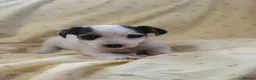 Jack Russell dogs for sale: Miniature Jack Russle puppies - Advert 7