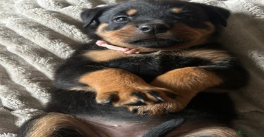 Rottweiler dogs - Advert 3