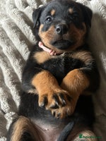 Rottweiler dogs - Advert 9