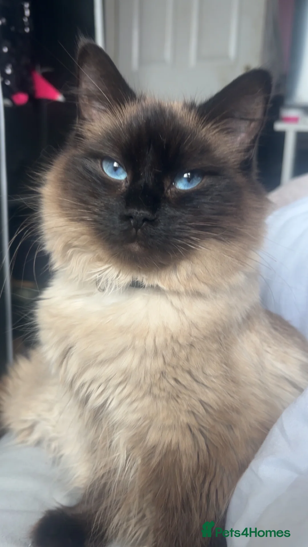 Ragdoll cats for sale: Stunning ragdoll boy in Lancaster - Advert 2