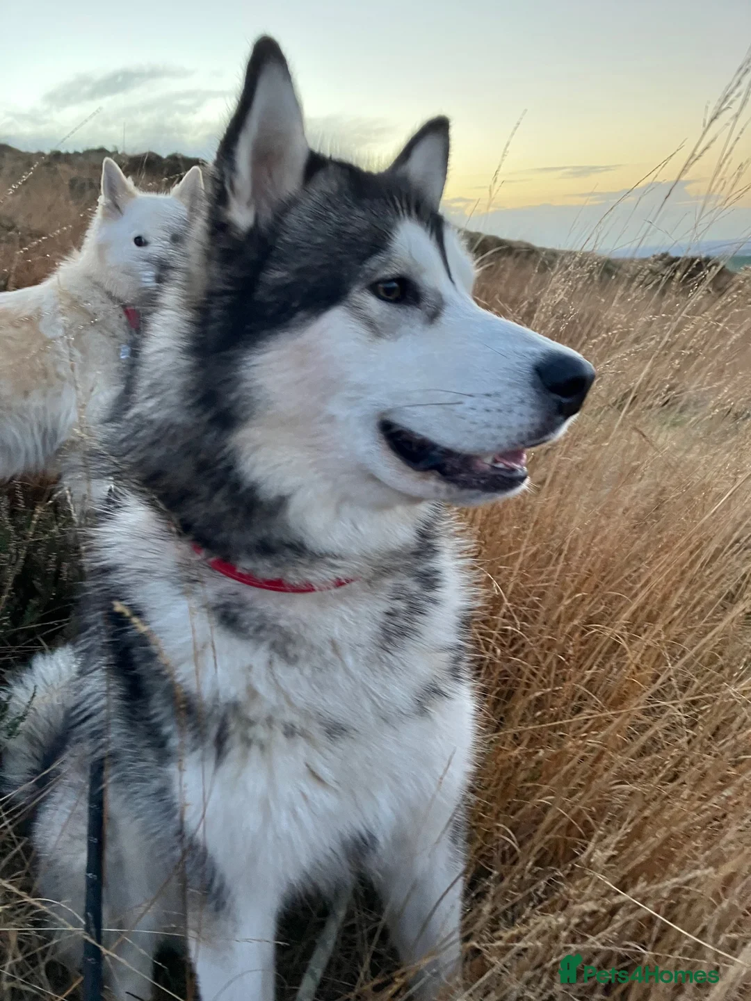 Alaskan Malamute dogs for stud: Alaskan Malamute for Stud   in Oldham - Advert 2
