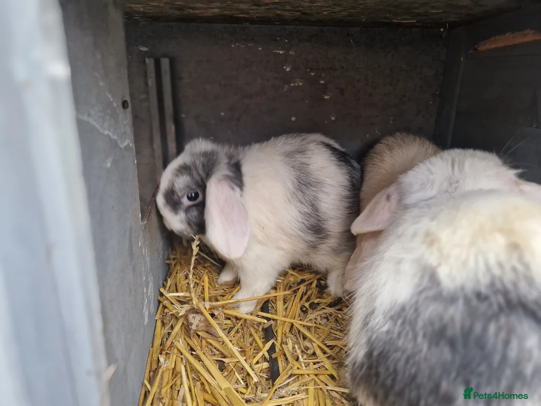 Mini Lop rabbits for sale: Super Cute Purebred Mini Lop Babies- m and f  - Advert 6