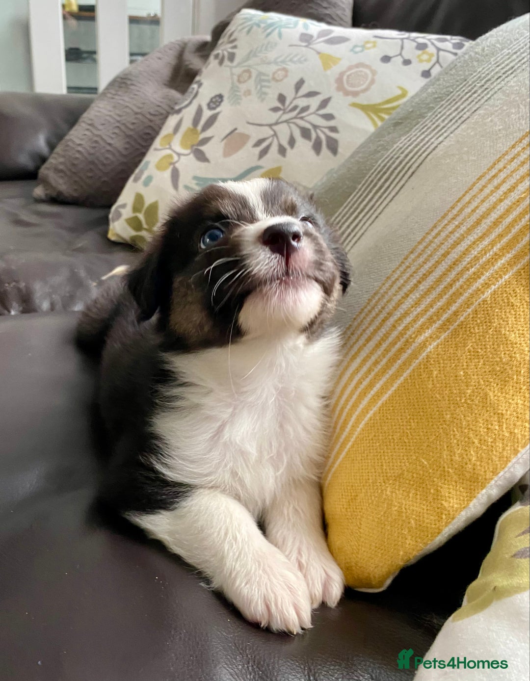 Australian Shepherd dogs for sale: Miss Julie Duckworth - Image 10