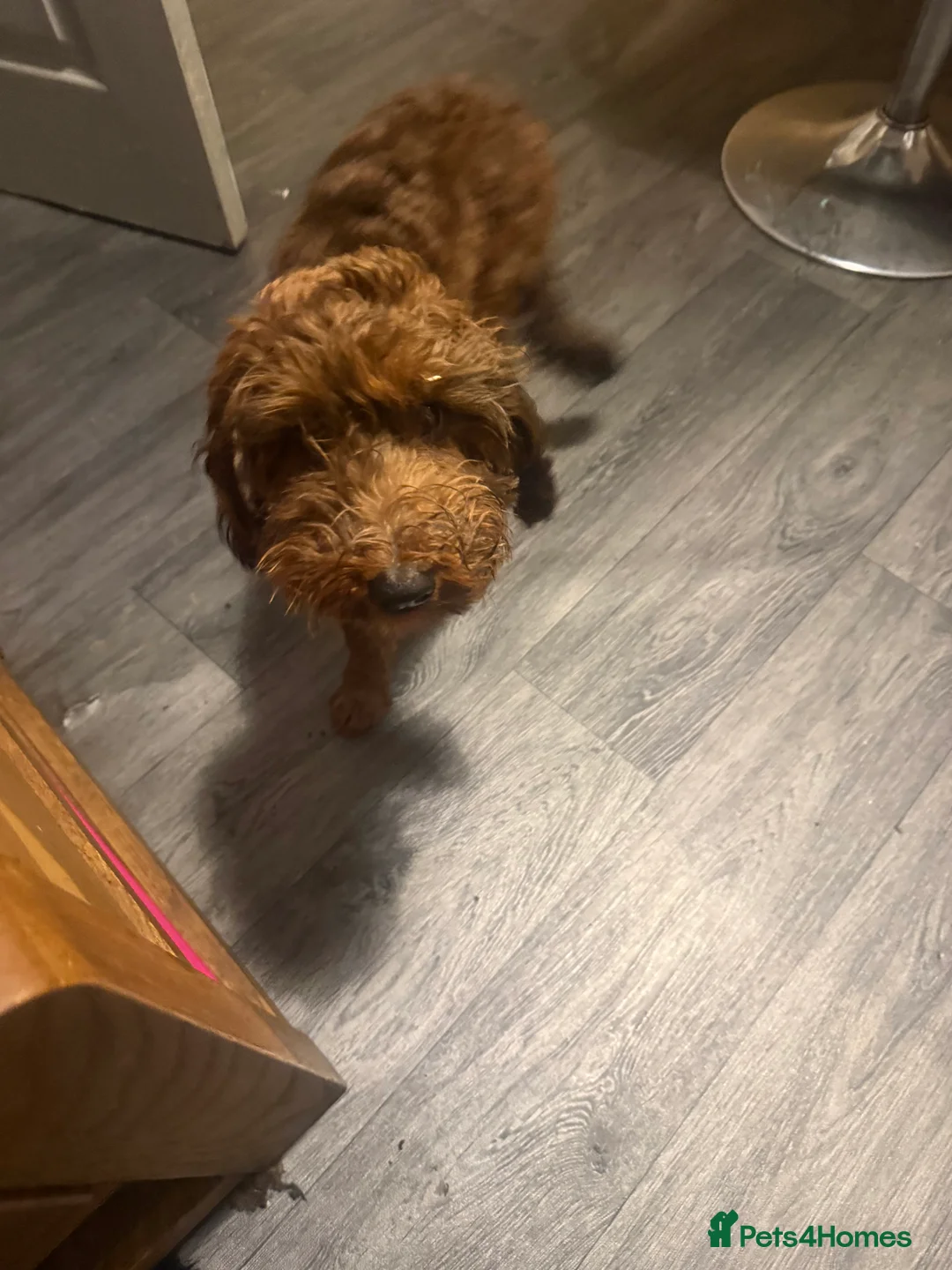Cockapoo dogs for sale: Millie - Advert 2