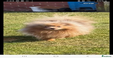 Pomeranian dogs - Advert 4