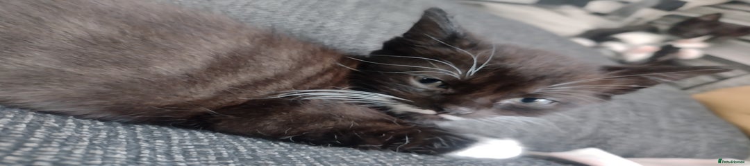 Mixed Breed Kitten 1