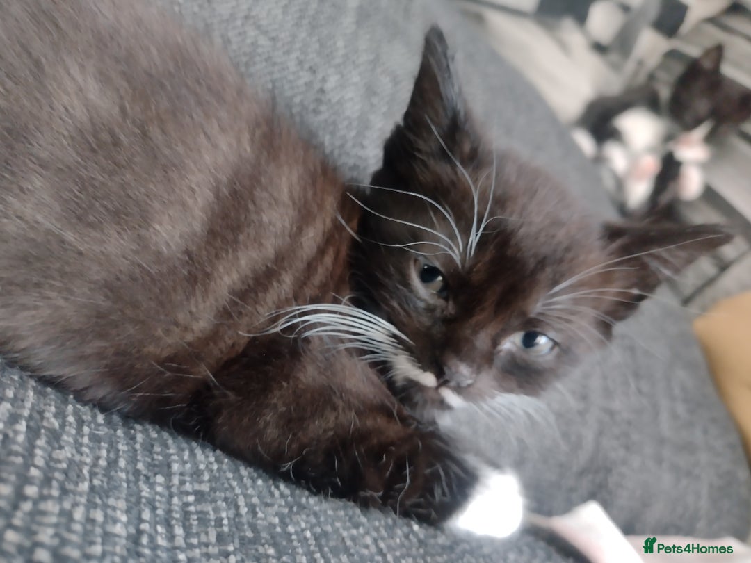 Mixed Breed cats for sale: Kittens  - Image 5