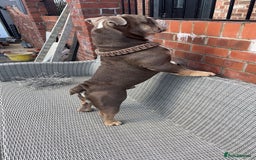 English Bulldog dogs for stud: 🔥FURY🔥 - Image 3