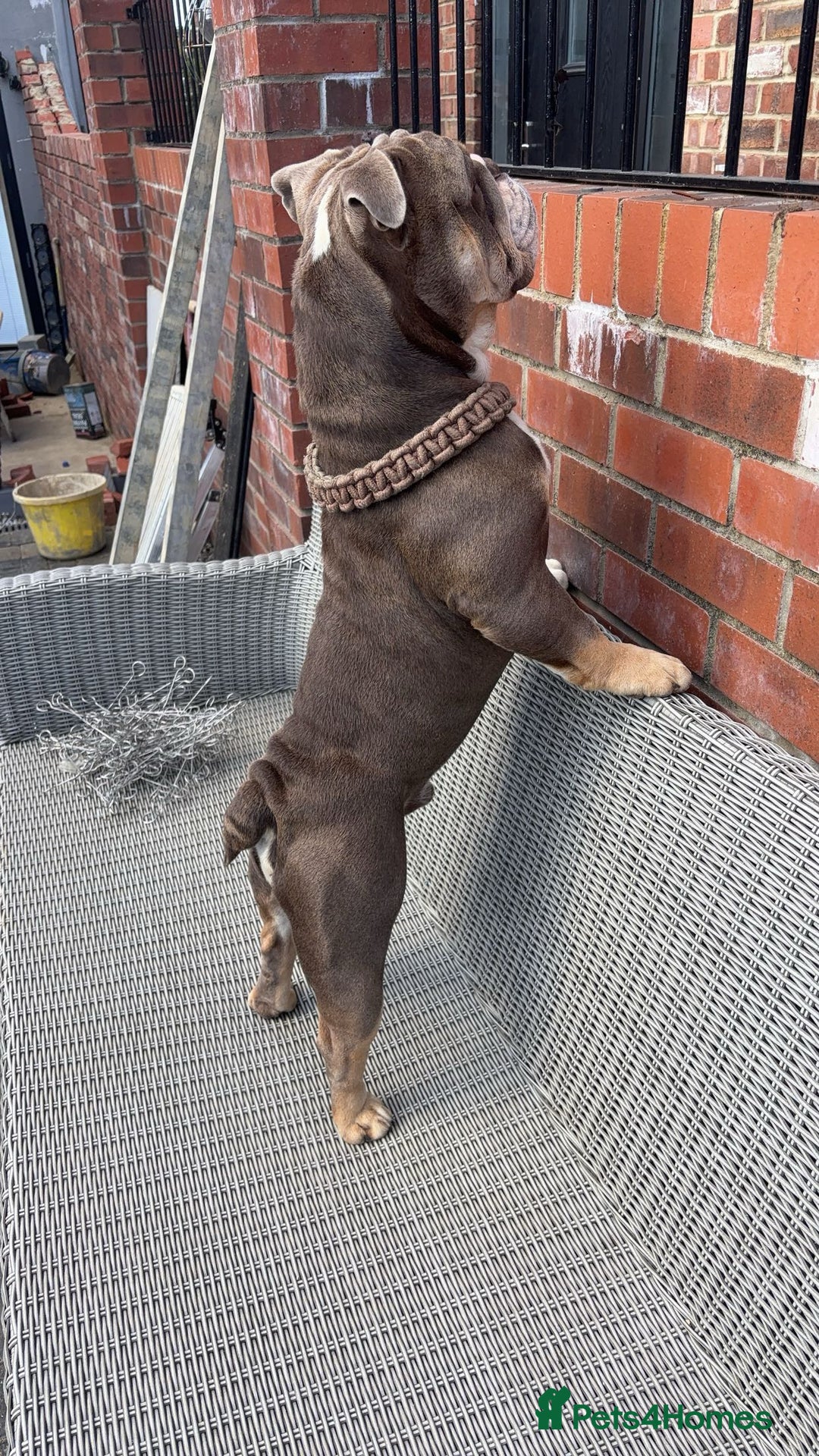 English Bulldog dogs for stud: 🔥FURY🔥 - Image 3