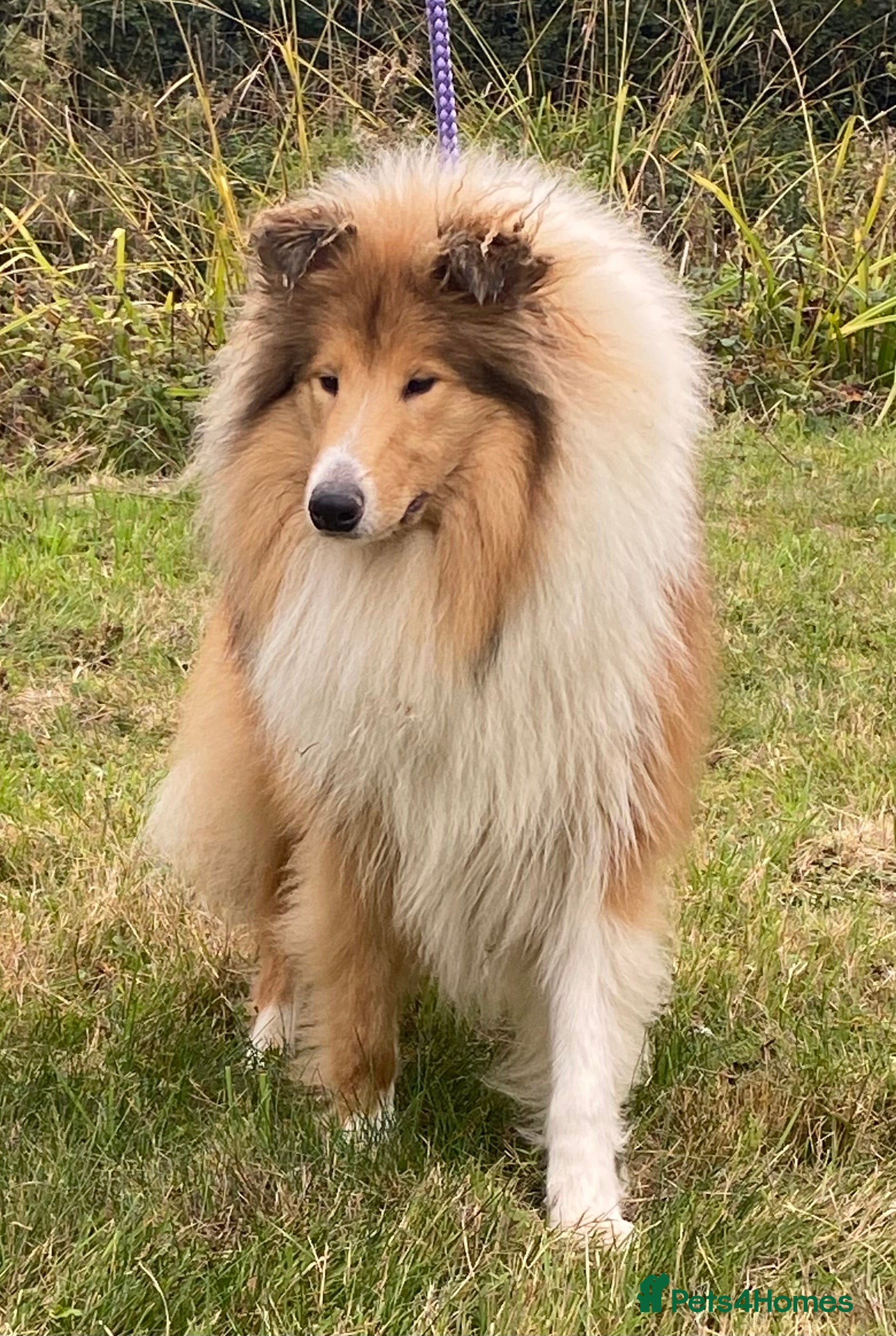 Rough Collie dogs Male puppy one year old on 4 November  - Advert 1