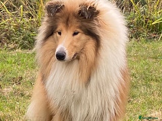 Rough Collie dogs for sale - Advert 1