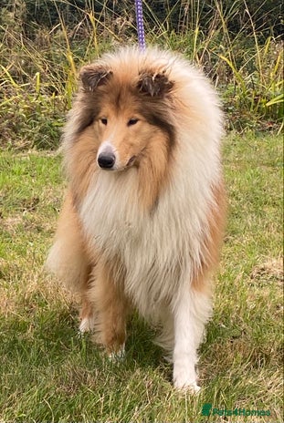 Rough Collie dogs - Advert 1