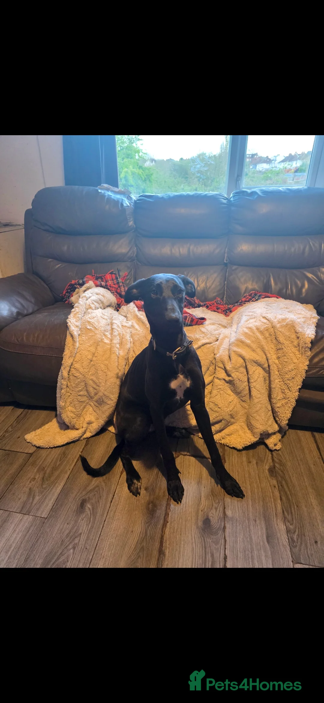 Mixed Breed dogs for sale: Stunning 8 Month Pup - Advert 5