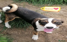 Mixed Breed dogs for adoption: 💖🐶 SESI 🐶💖 - Image 2