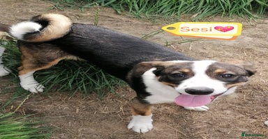 Mixed Breed dogs - Advert 16
