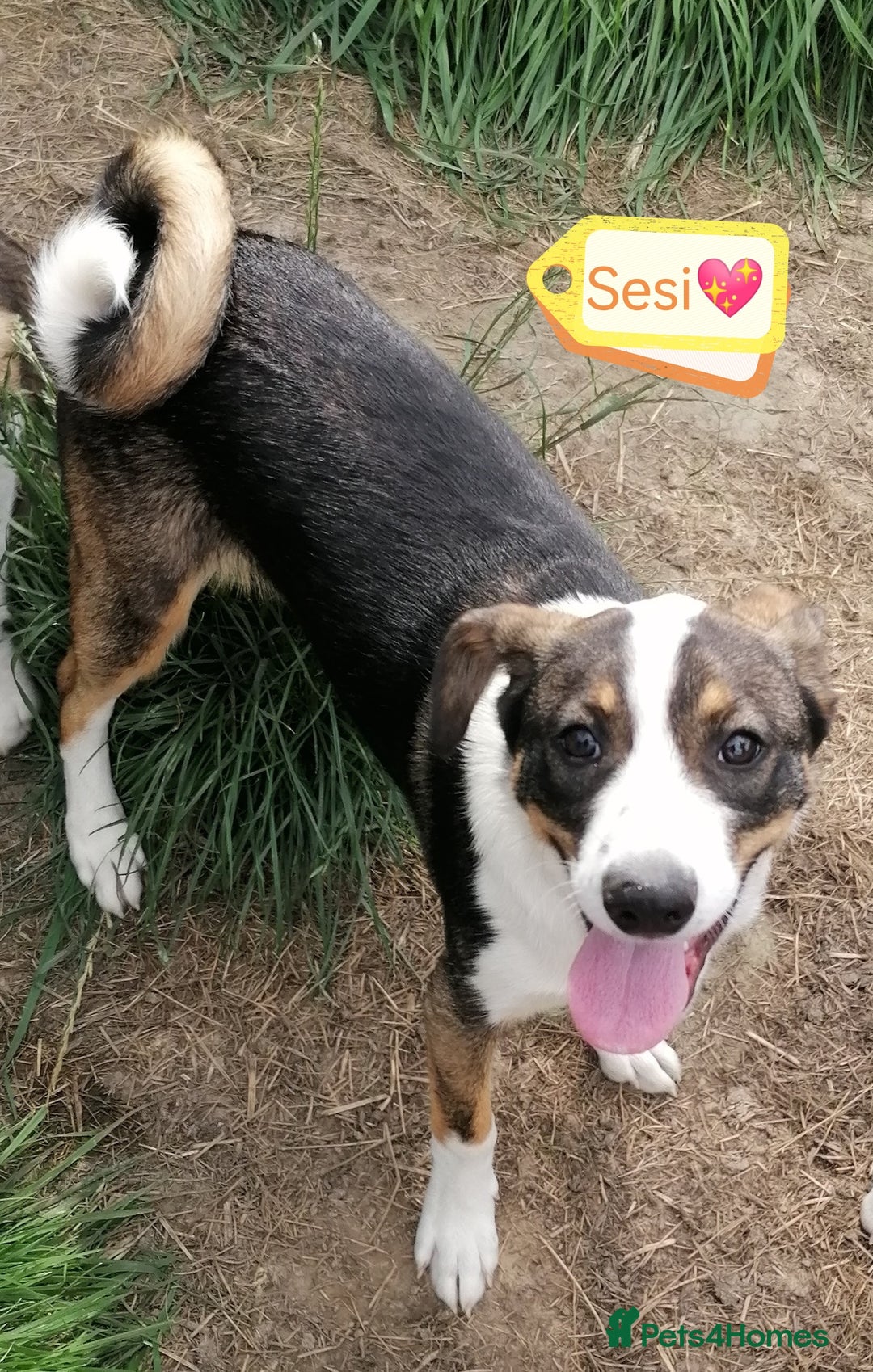 Mixed Breed dogs for adoption: 💖🐶 SESI 🐶💖 - Image 2