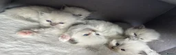 Ragdoll cats for sale: Stunning Ragdoll-Point Kittens  Champion Bred Sire - Advert 3