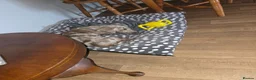 Miniature Dachshund dogs for stud: Mini Dachshound in Walsall - Advert 4