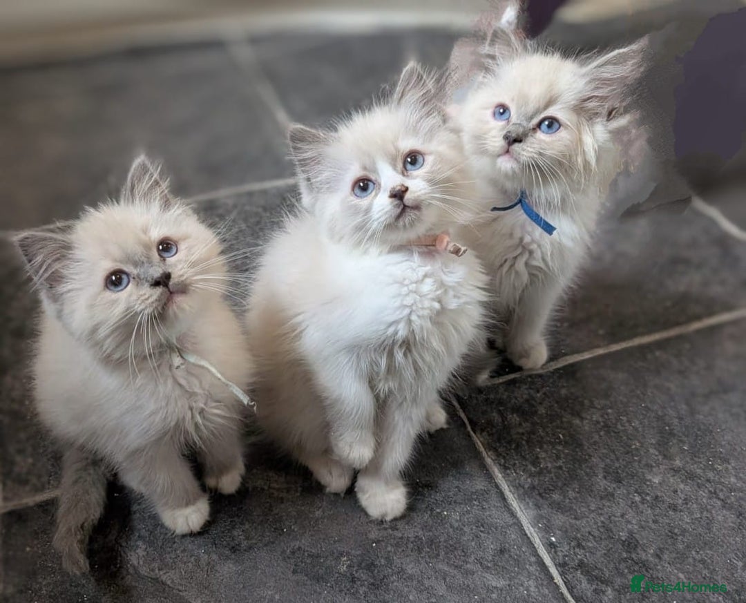 Ragdoll cats for sale: Ragdoll kittens - Image 7