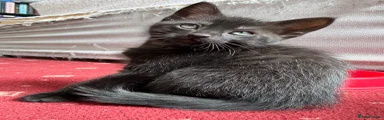 Mixed Breed Kitten 2
