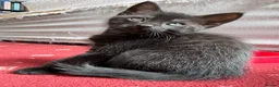 Mixed Breed cats for sale: 6 Male Kittens! 🧡🖤 - Advert 4