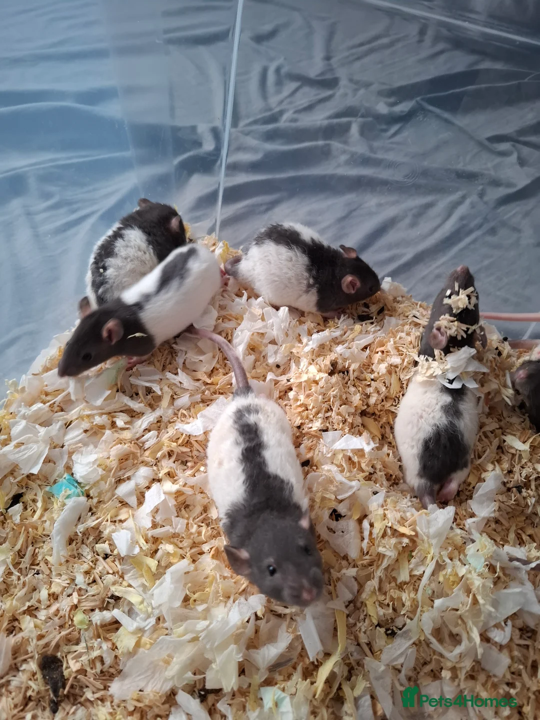 Rat rodents for sale: BABY RATS READY NOW - Advert 9