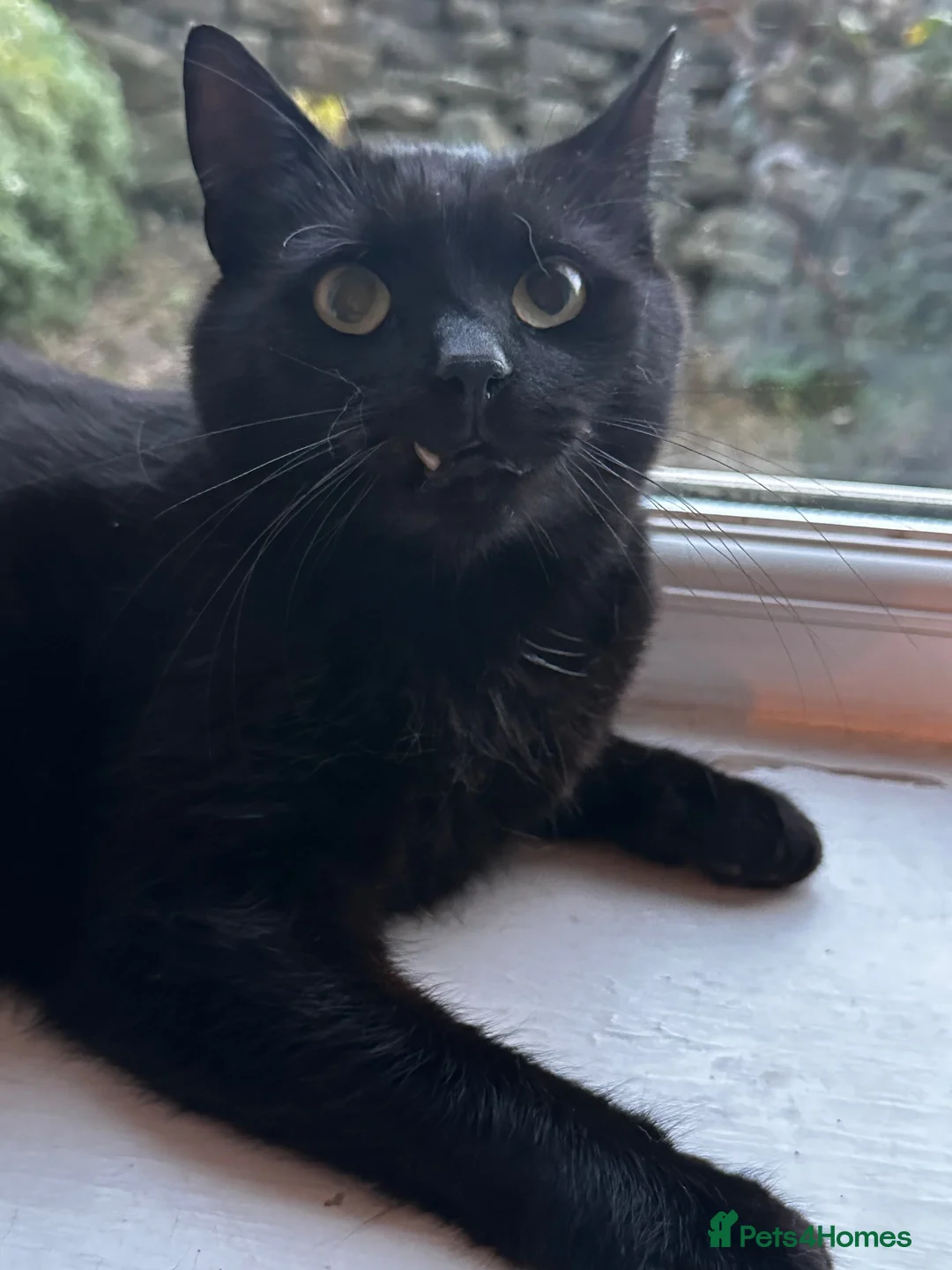 American Shorthair cats for sale: Loving home needed for Bomba  in Hyde - Advert 2