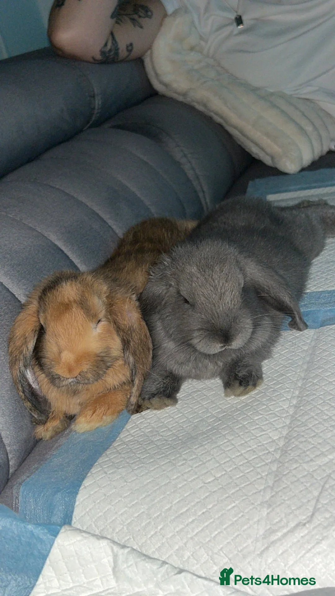 Mini Lop rabbits for sale: 1 Male and 1 Female lop for sale in Fareham - Advert 1
