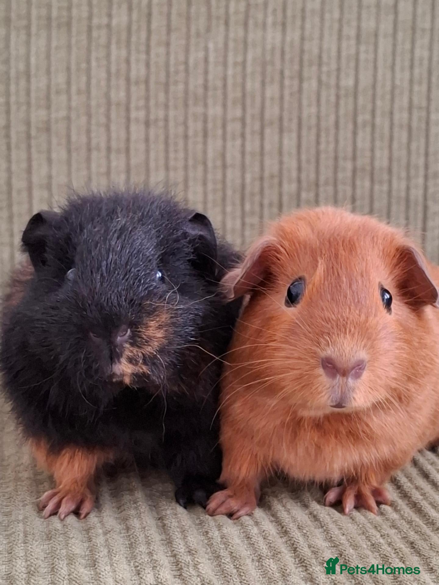 Guinea Pig rodents Teddy & californian Guinea pigs 2 sows 2 boars - Advert 17
