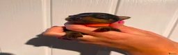 Miniature Pinscher dogs for sale: Miniature Pinschers, Chocolates - Advert 2