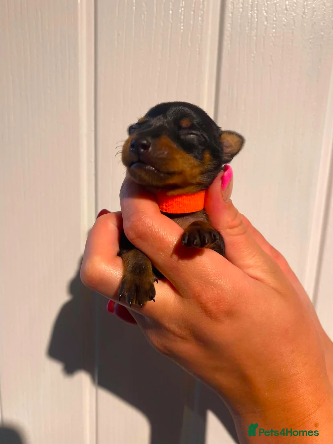 Miniature Pinscher dogs for sale: Miniature Pinschers, Chocolates - Advert 2