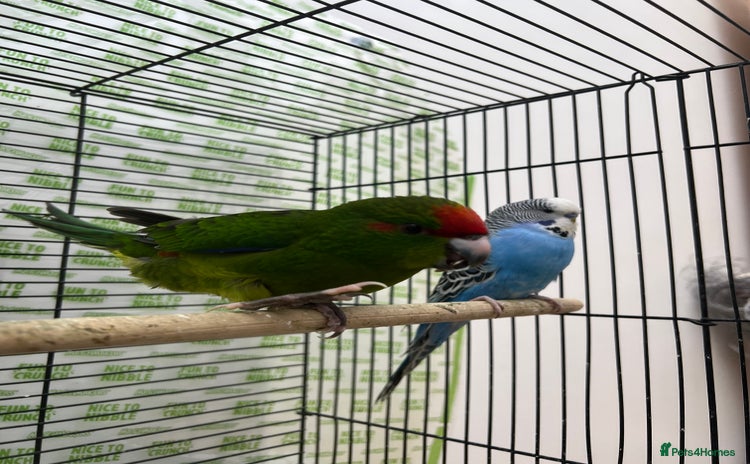 Parrots birds - Advert 1