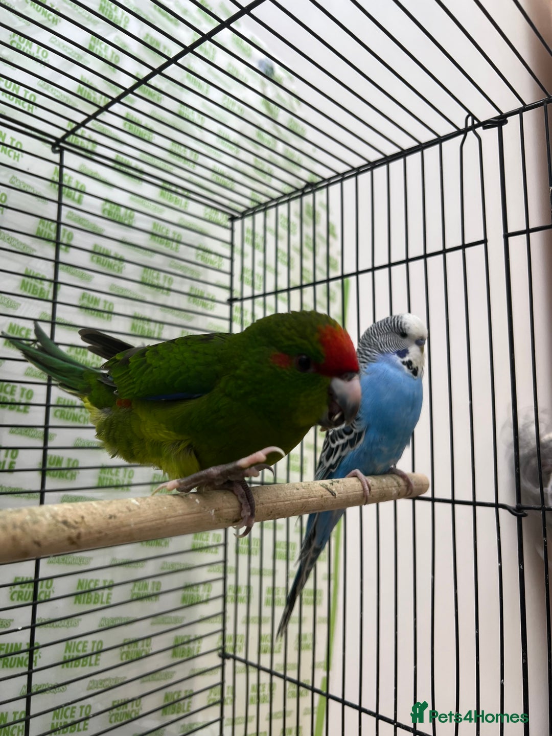 Parrots birds for sale: Semi-tamed kakariki  - Image 1