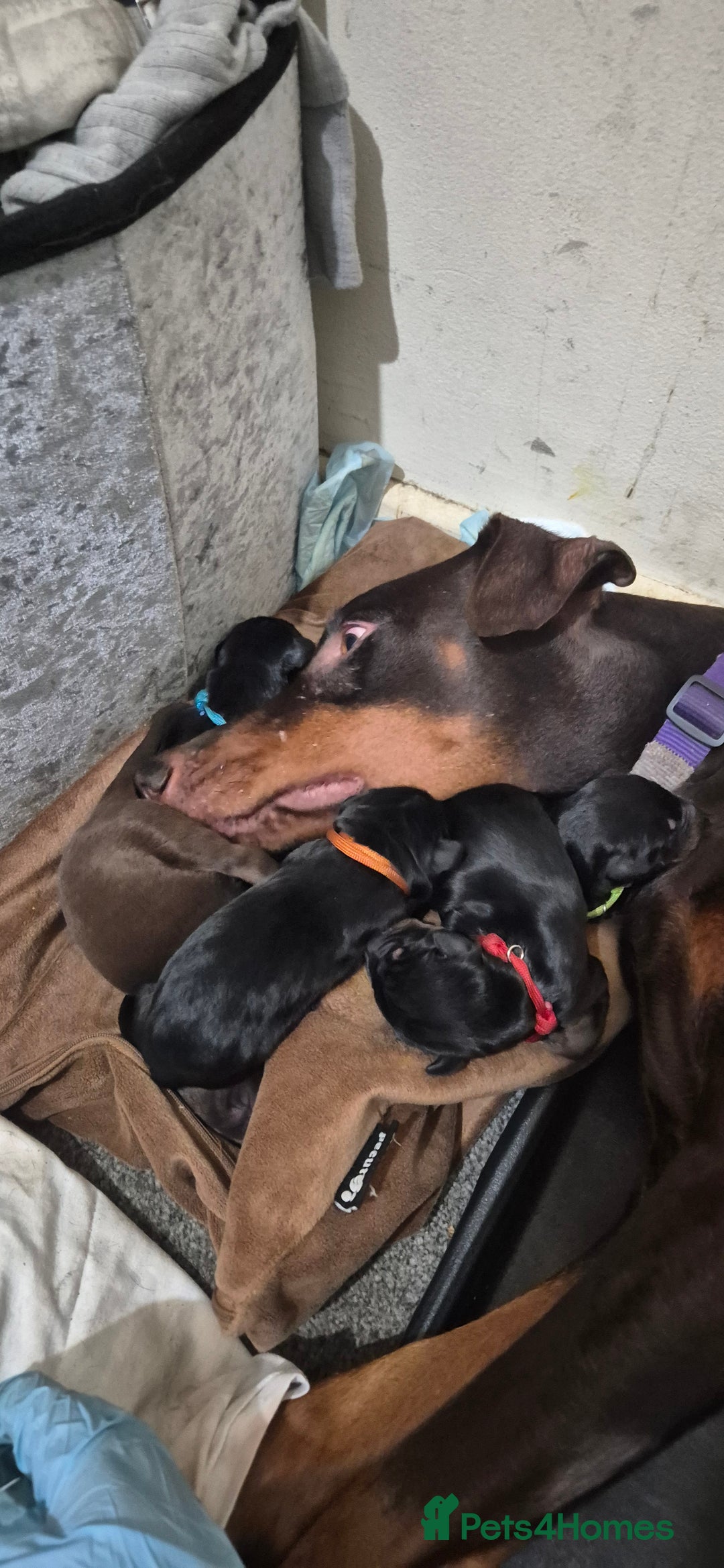 Dobermann dogs for sale: Dobermanns for Sale - Advert 15