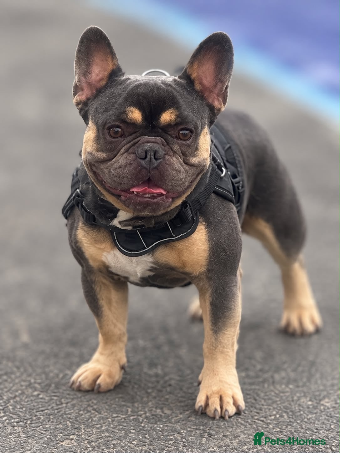 French Bulldog dogs Ace - Blue and Tan - STUD ONLY - Advert 1